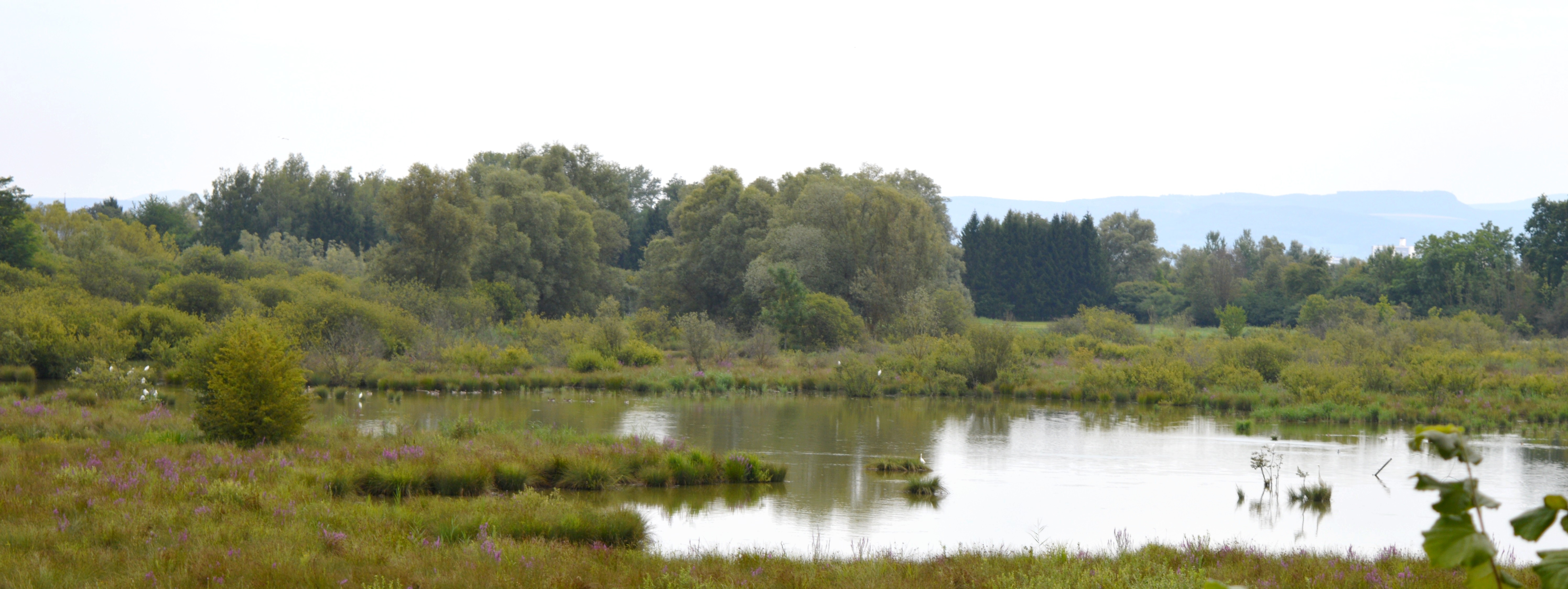 Réserve Naturelle Nationale De La Petite Camargue Alsacienne